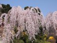 花見山の枝垂れ桜