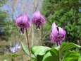 六甲山のカタクリの花