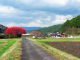 田舎道の深紅の桜