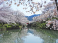 桜の季節21-水面の桜並木