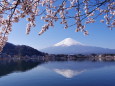 桜と逆さ富士