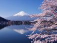桜と逆さ富士2