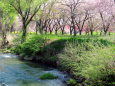 小川と桜並木