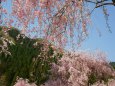 山竹田の枝垂れ桜