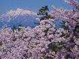 岩木山と桜