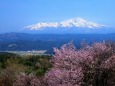鳥海山と桜
