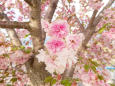 アルウィン近く桜満開