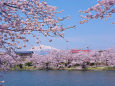 岩木山を望む桜並木