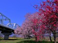 小布施橋と花桃