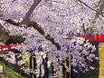 弘前公園 下乗橋の桜
