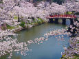 弘前公園 鷹丘橋と桜