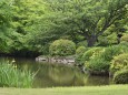 キショウブ咲く池