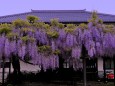 竹鼻別院の藤の花