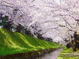 水辺の桜並木