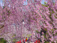 弘前公園 満開の桜