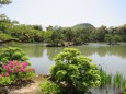 春の金閣寺鏡湖池