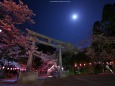 桜色の月夜
