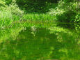 緑の池2-瀞川平