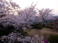 夕暮れの桜
