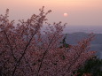山桜と夕日