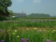 花菖蒲園と北潟湖畔荘