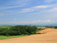 美瑛の夏～色付く麦畑の丘