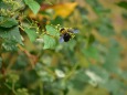 ヤブガラシの蜜を吸う熊蜂
