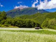 開田高原のソバの花と御嶽山