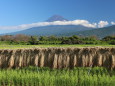 田園風景と富士山。