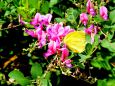 萩の花を訪れた黄色い蝶