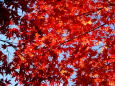 秋晴れの日、輝く紅葉