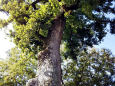 天然記念物のフウの木