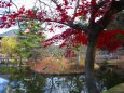 奈良紅葉