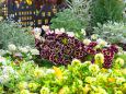 プリムラシルバーレースの花壇