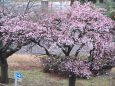 熱海の桜並木