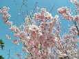 早咲き初御代桜満開1