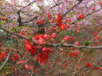 木瓜の花、河津桜を背景に