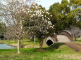 ハクモクレンが咲く公園で
