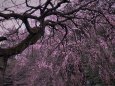 3分咲きの枝垂桜