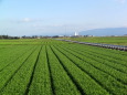 緑の麦畑