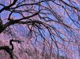 御苑の枝垂桜