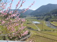 山村集落の春景色