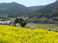 山村に菜の花の春