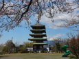 桜咲く忠霊塔