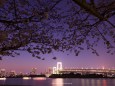 夜桜と虹橋