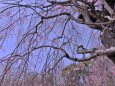 枝垂桜咲く神代植物園