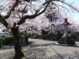 桜の花咲く神社境内