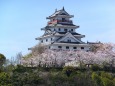 桜の唐津城