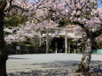 神社の境内に咲いている桜