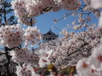 長浜城の桜⑤